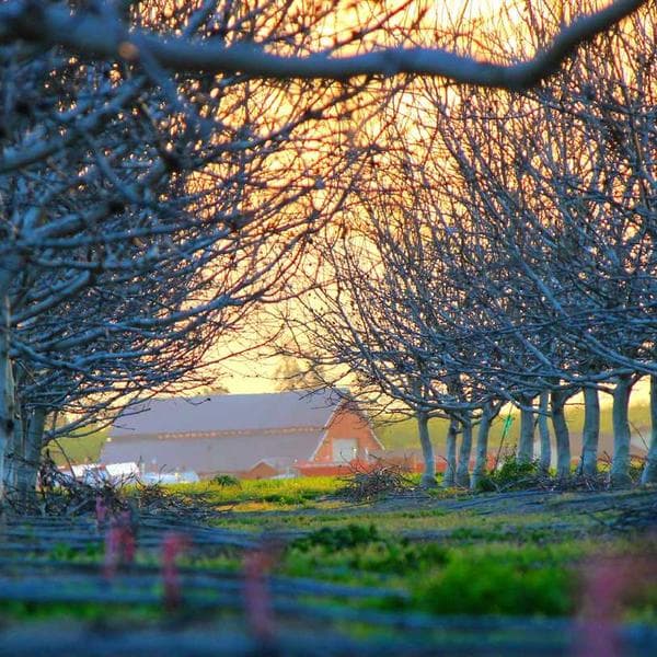 Kids Canvas Sneakers thumbnail 2